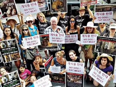 〈사진〉한국 총영사관 앞서 개고기 반대 시위