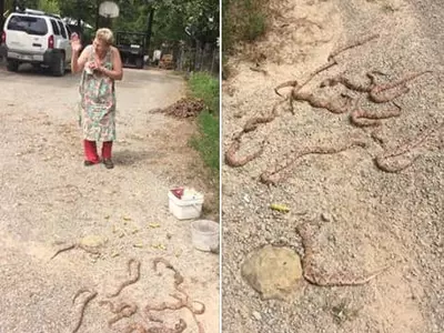 〈사진〉 독사 11마리 때려 잡은 70대 할머니