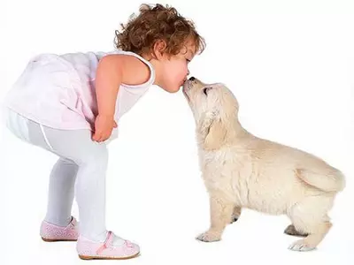 애완견과 뽀뽀‘위험천만’