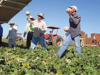 일손 부족… 수확 포기… 채소값 폭등 우려