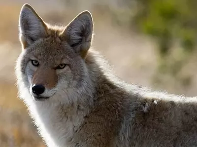 둘루스에 '코요테' 주의보