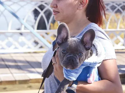 노인들에 효자보다 나은 강아지