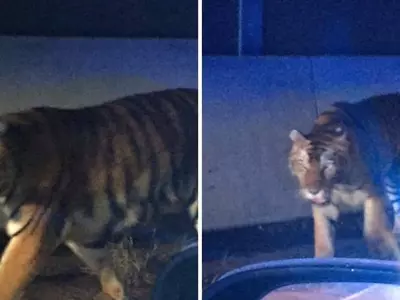 주택가에 호랑이 '어슬렁' 주민들 '화들짝'