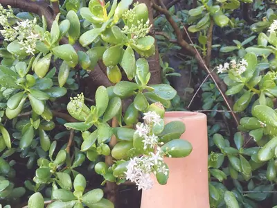 꽃도 되고, 식물도 되고, 장식도 되는… 늘 한결같은 친구-다육식물