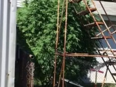 가정집 마당에 9피트 대마초 나무가...