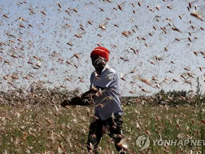 메뚜기 덮친 케냐 농부들의 '반격'…메뚜기를 사료·비료로