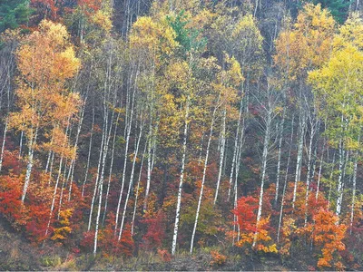 내 고향은 지금, 만추의 향연