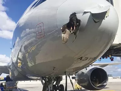 항공기 뚫은 새… 아찔한 착륙