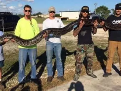 플로리다서  괴물 비단뱀 잡혀