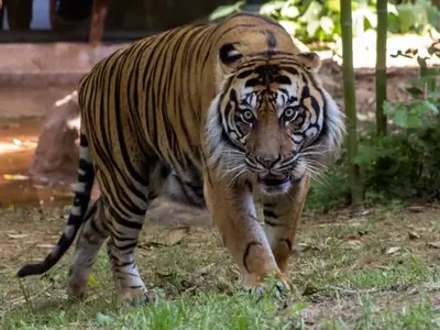 애틀랜타 동물원 호랑이 사인은 '암'