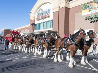 〈사진〉버드와이저 마차 귀넷서 위용