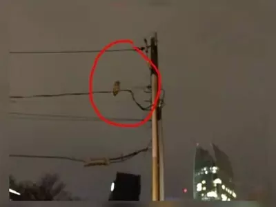 올빼미 주의보...잇달아 사람 ∙애완견 공격