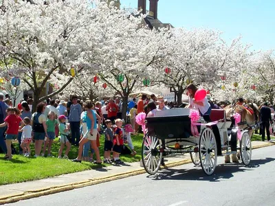30만 그루의 장관...메이컨 벚꽃축제
