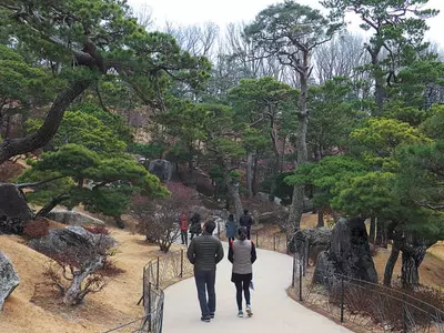 하얀 자작나무 숲에… 어느새 봄이 내려앉았네