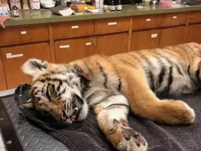 〈사진〉호랑이 새끼도 밀입국?