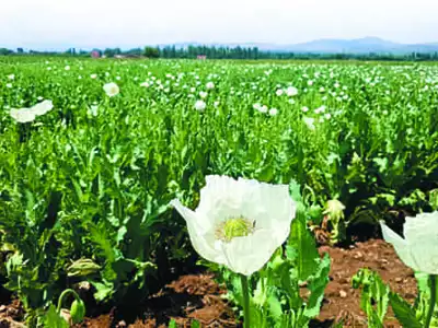 순백의 양귀비·라벤더향 장미…‘로맨틱 터키’에 빠지다