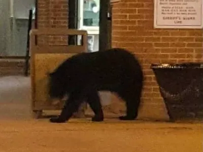 한밤 중 교도소 앞에 곰이 '어슬렁'