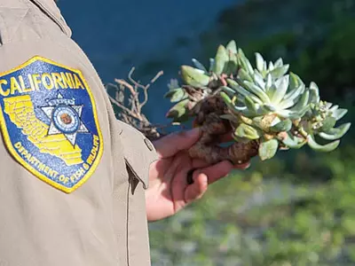 희귀식물 불법채집 한인에 징역형