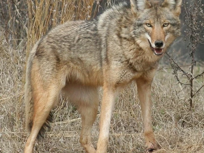 코요테 사냥게임 '필요' vs '너무 잔혹'