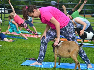 귀넷서도 염소 요가 열풍