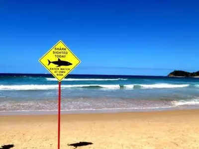 플로리다 해변서  또 상어 공격