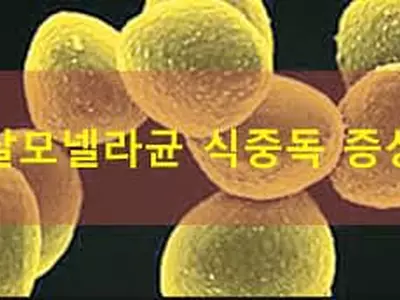 로메니에·계란 이어 칠면조... 전국 90여명 살모넬라 감염