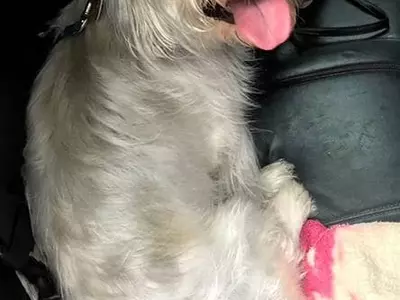 '개는 찜통차... 나는 수영장에' 주인 체포