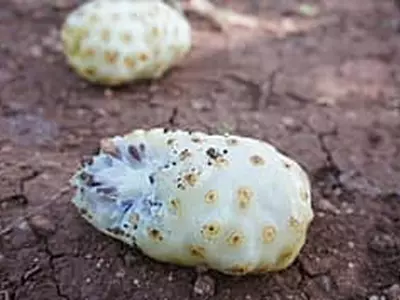 노니 뭐길래? 미란다 커가 즐겨먹은 ‘슈퍼푸드’