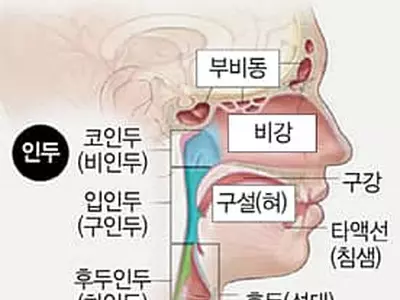 40세이상 흡연자‘이비인후과 내시경’받으세요