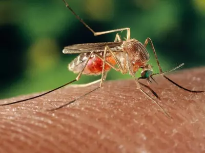 조지아 웨스트 나일 바이러스 비상