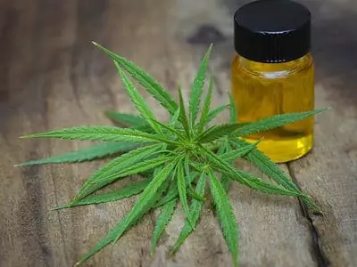 '대마초 프리' 조지아 붕괴?