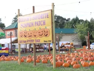 할로윈데이  잭오랜턴 호박 등장