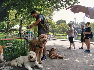 당신의 강아지는 똑똑할지 모르지만 특출나진 않다