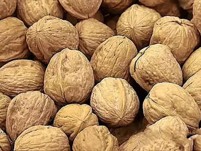 호두·오트밀 먹으면 장내 유익 미생물 증가