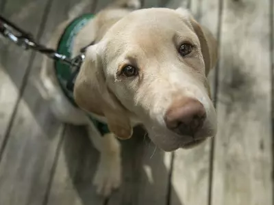 귀넷동물셸터 연말까지 무료 분양