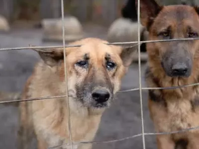 세퍼드 165마리 극적 구조