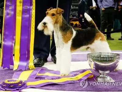 143년 전통 웨스트민스터 도그쇼, 올해 우승도 '와이어폭스테리어'
