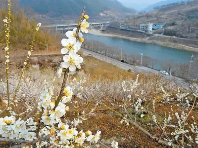 가지마다 내려앉은 하얀 매화“봄이 맺혔네”