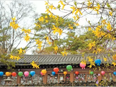 피지 못한 채 저문 인연 샛노란 봄을 꽃 피우다