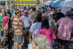 주민 보다 참가객이 더 많은 블루베리 축제