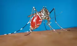 해외여행 후 가렵고 염증? 방치했단 생명위협