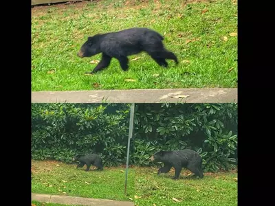 둘루스에 '곰 주의보'