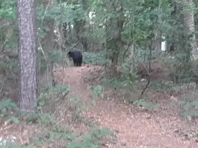 둘루스 한인타운 한복판서 곰 출몰
