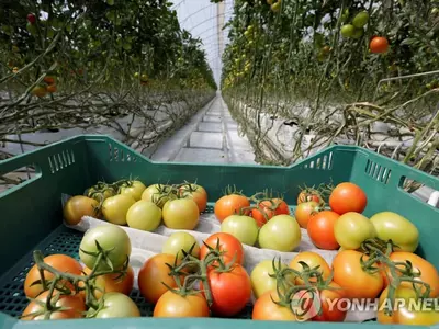 미·멕시코 '토마토 전쟁' 일단락