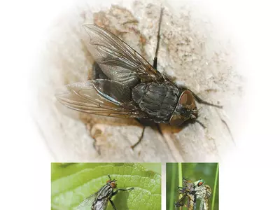 생물 10종 중 1종, 무려 15만종이 파리…‘날파리’는 없어요