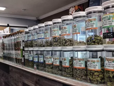 오픈 하우스에 마리화나 사용법 배우러 오세요