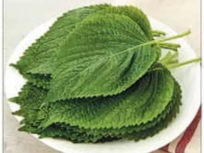 ‘깻잎’하면 추부깻잎…짙은 녹색의 손바닥만한 크기가 제 맛