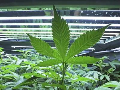 소량 대마초 소지 '체포 대신 벌금' 확산 