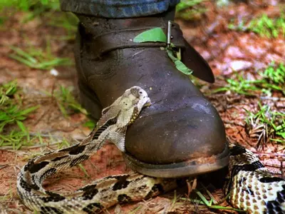 조지아 전역 '뱀 주의보'