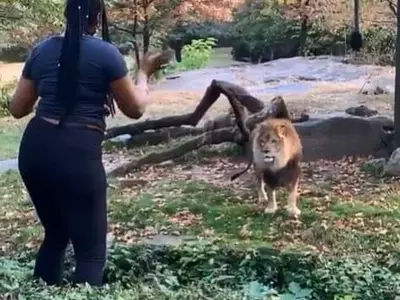 사자 우리 들어가 춤춘 간 큰 여성